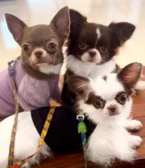 Nossos Cães