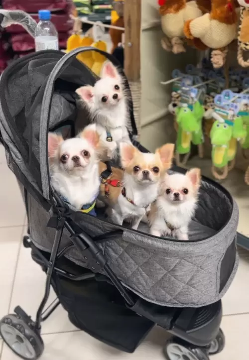 Nossos Cães