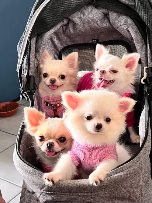 Nossos Cães