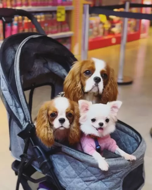 Nossos Cães